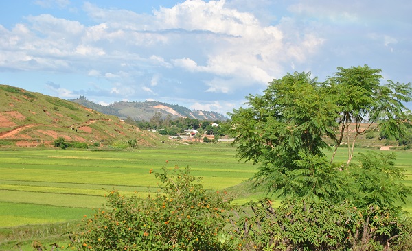 Paesaggio con alberi e piante